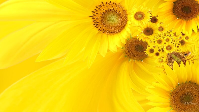 Sunflowers in a vibrant cluster