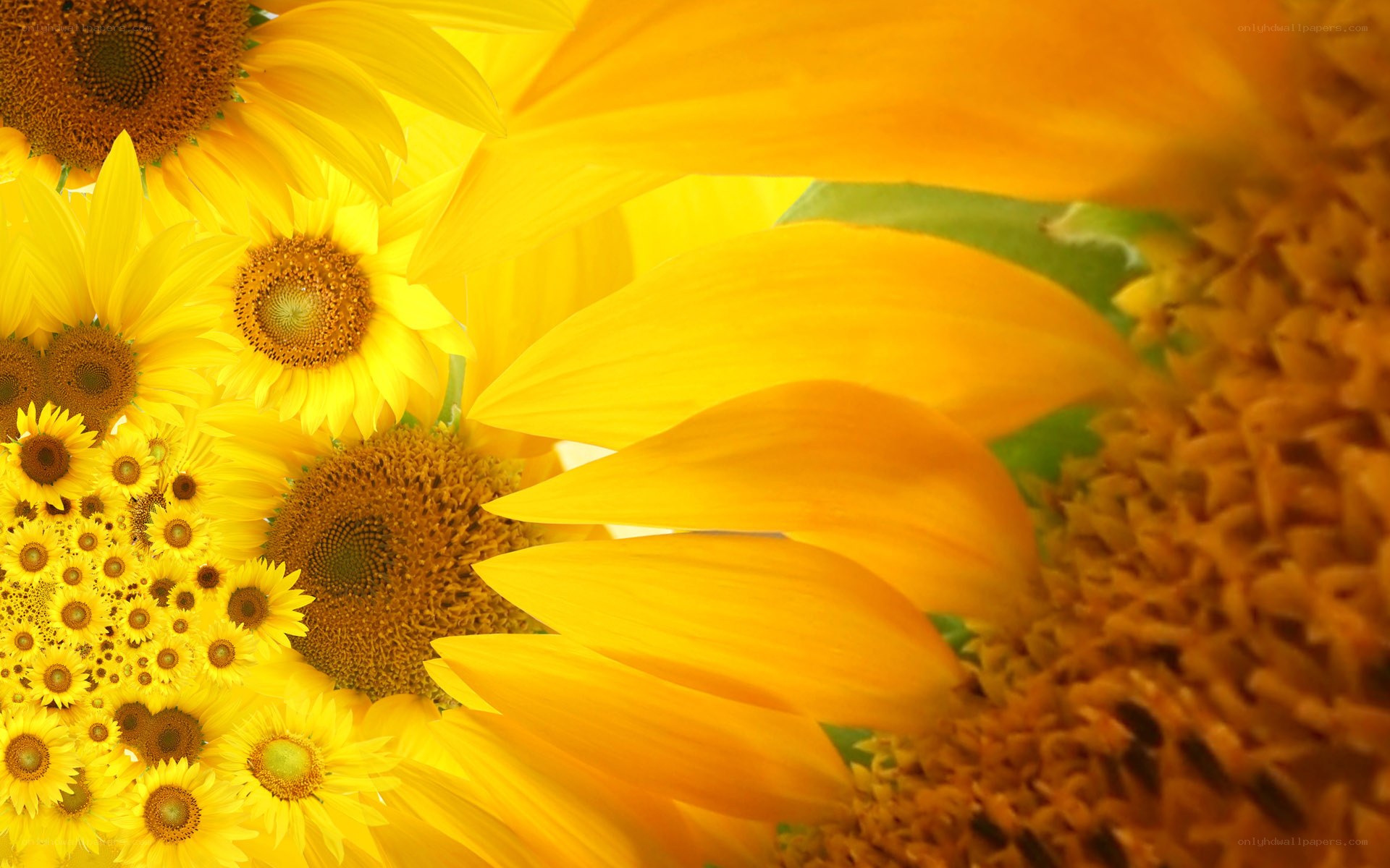 Sunflowers in a vibrant cluster