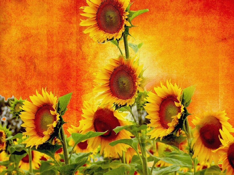 Sunflowers in a warm field