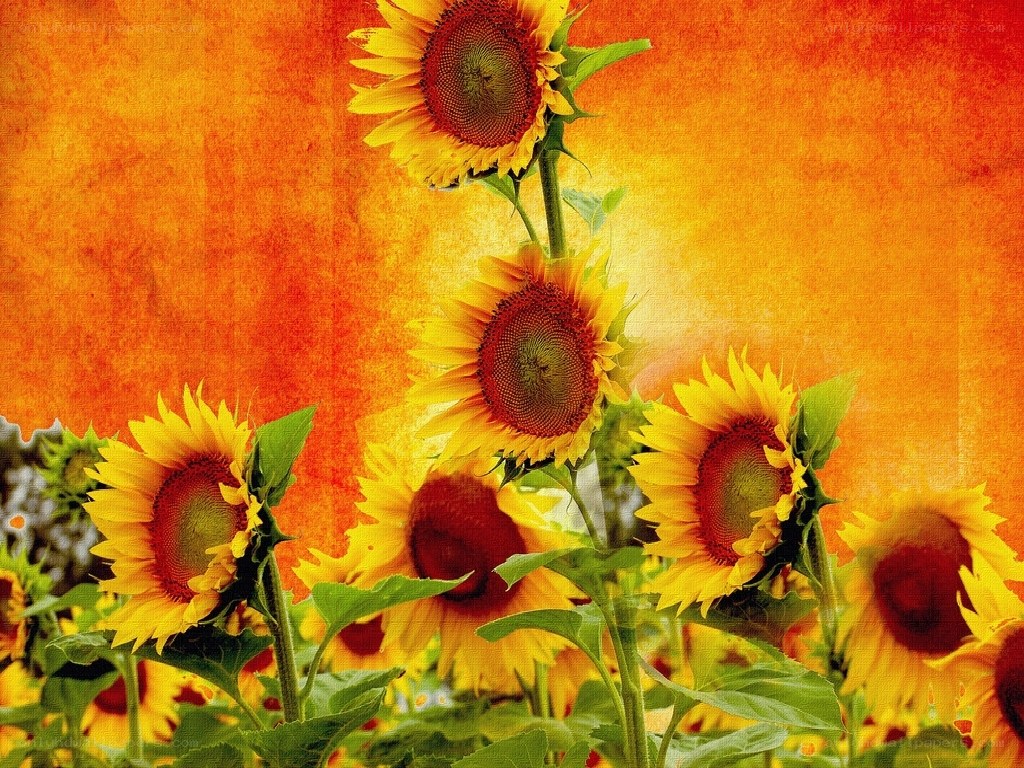 Sunflowers in a warm field