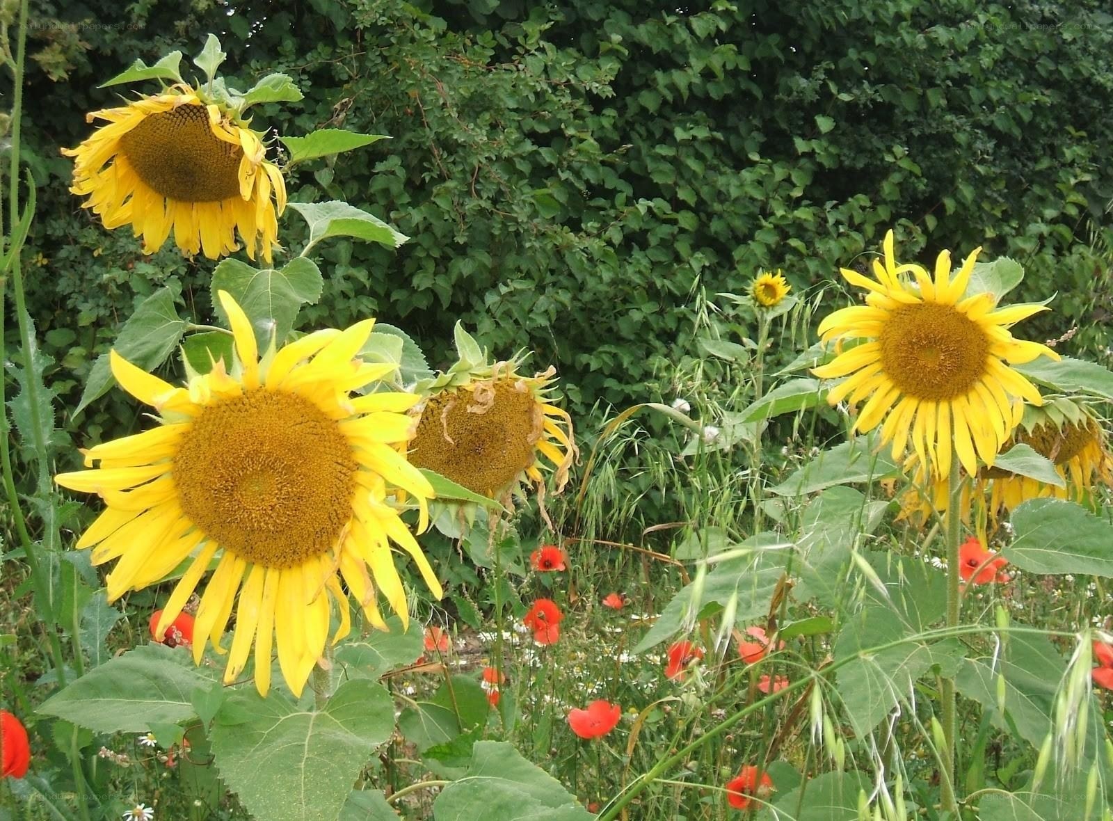 Sunflowers in a wild garden