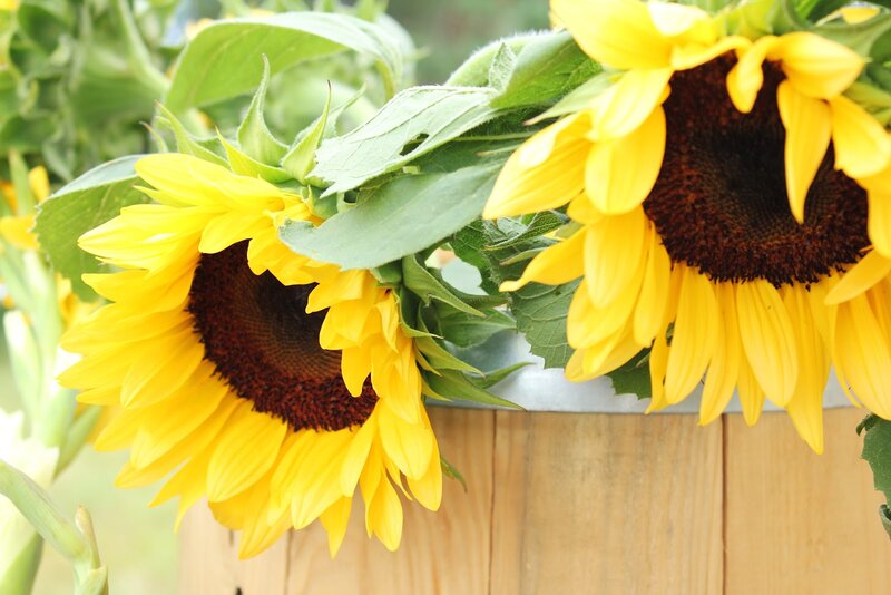 Sunflowers in a Wooden Barrel