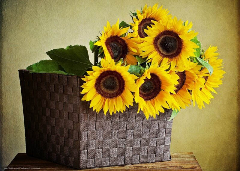 Sunflowers in a woven basket