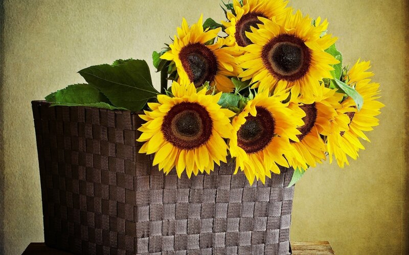 Sunflowers in a woven basket