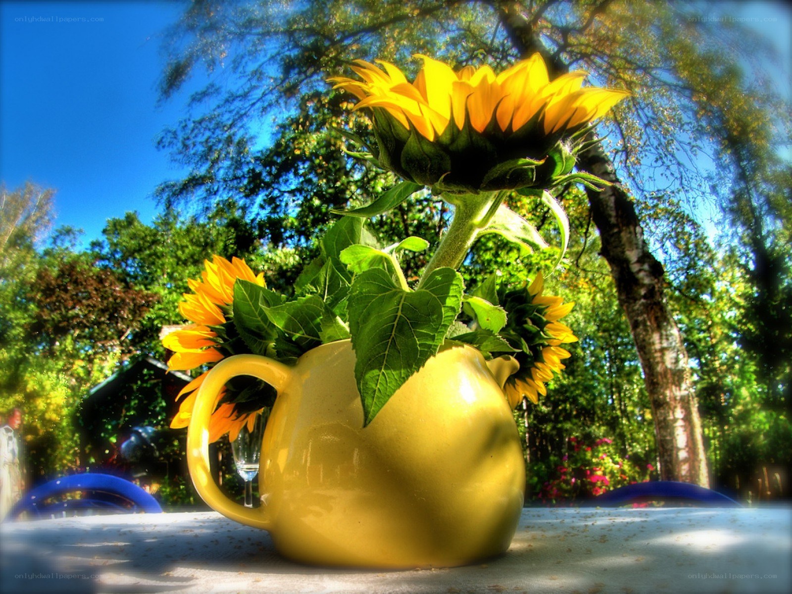 Sunflowers in a yellow pitcher