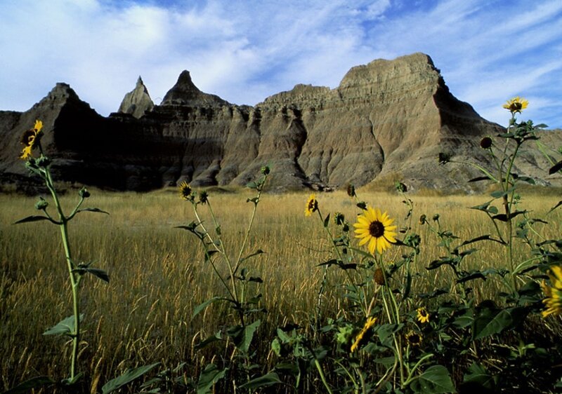 Sunflowers in Badlands