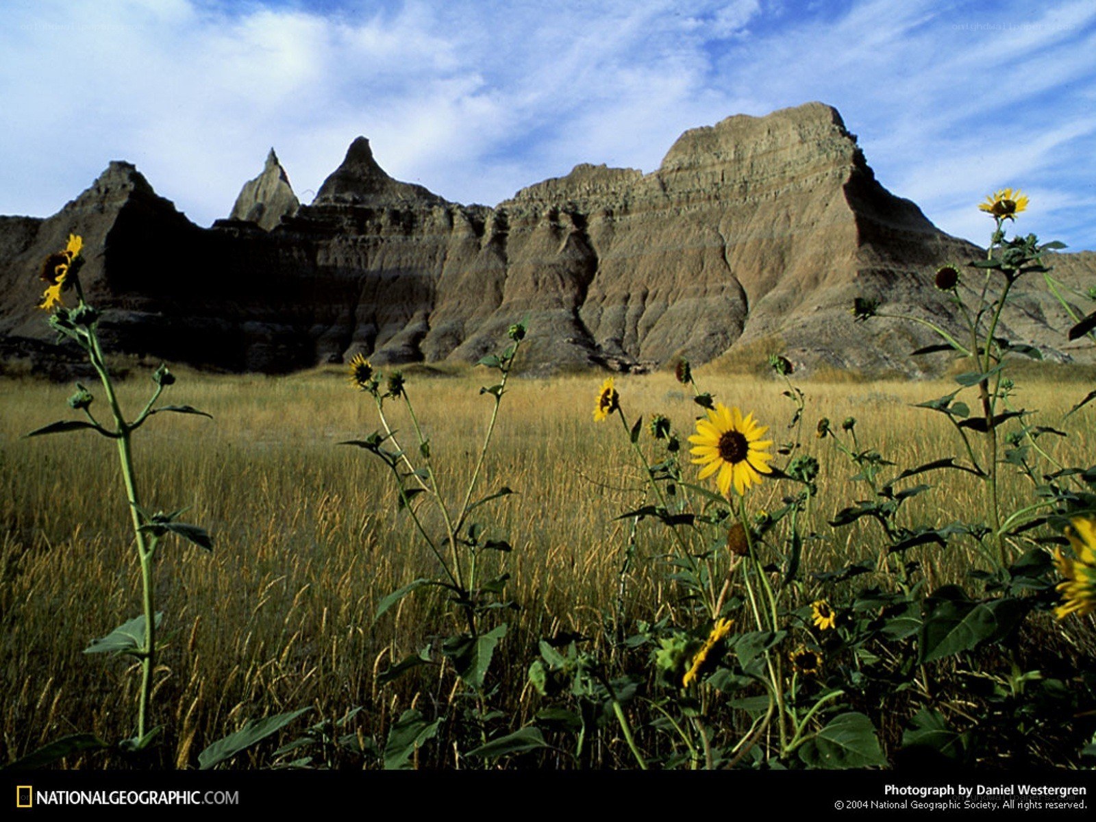 Sunflowers in Badlands
