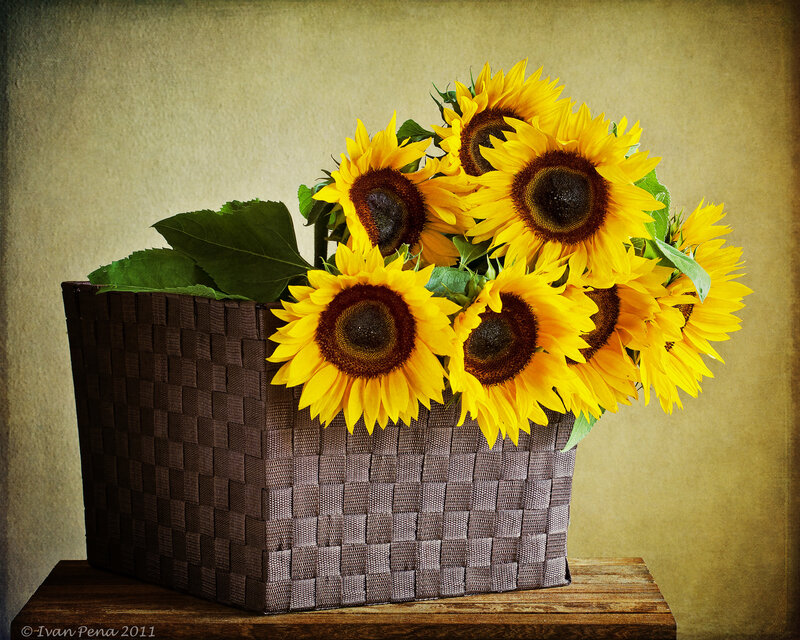 Sunflowers in Basket
