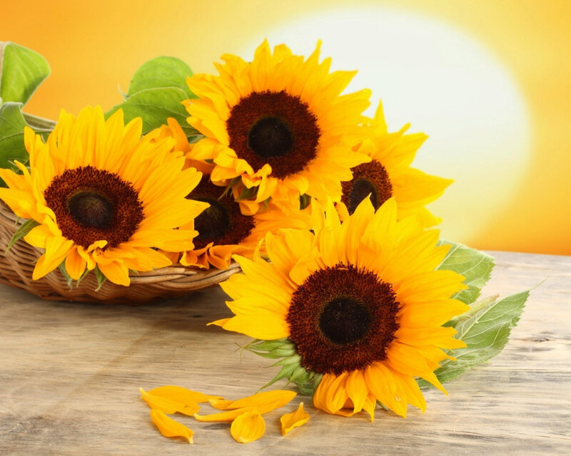 Sunflowers in Basket — Yellow, Bright, Afternoon, Photograph