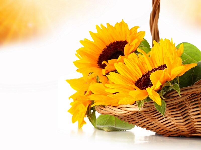 Sunflowers in Basket — Yellow, Bright, Afternoon