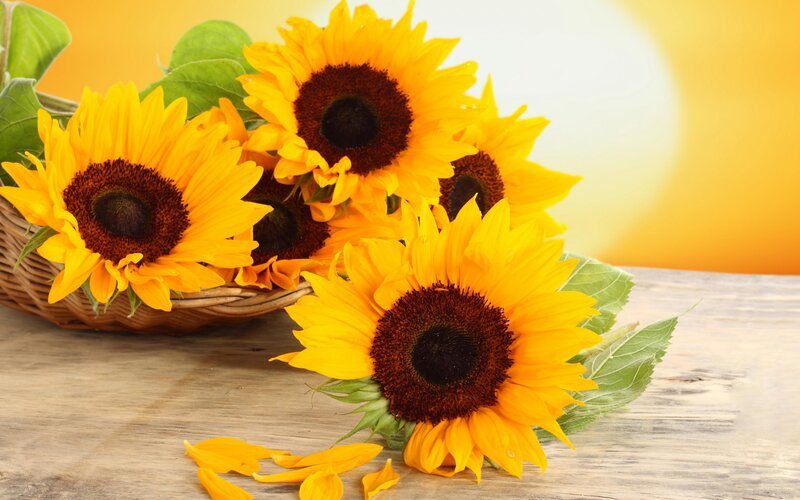 Sunflowers in Basket — Yellow, Bright