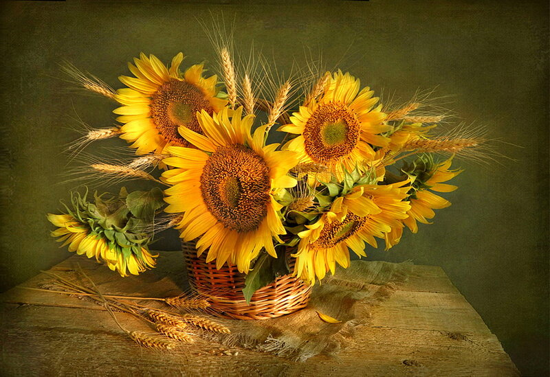 Sunflowers in Basket — Yellow, Calm, Autumn, Photograph
