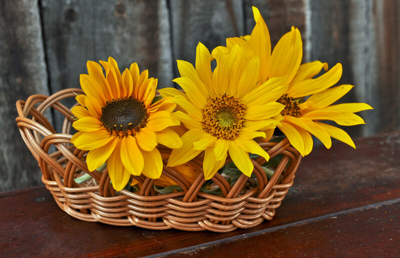 Sunflowers in Basket — Yellow, Calm, Photograph