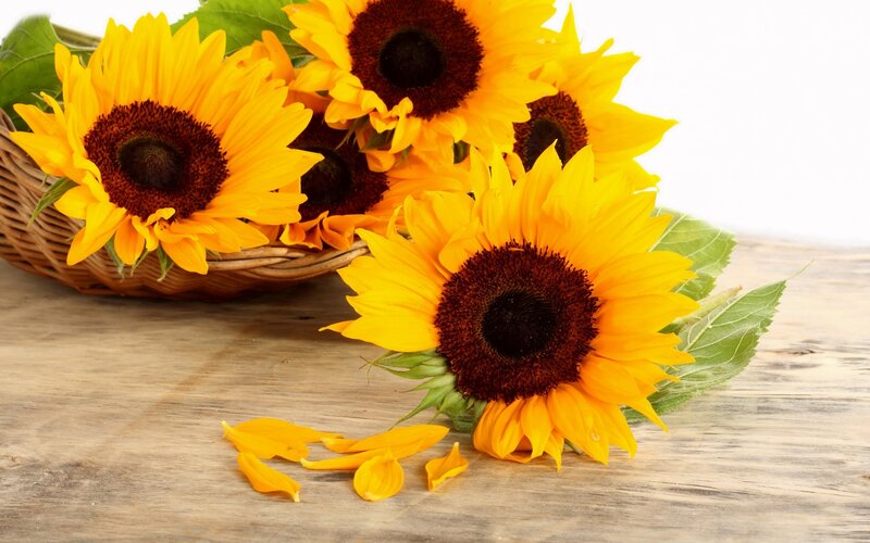 Sunflowers in Basket — Yellow, Calm, Photograph, Wooden Surface