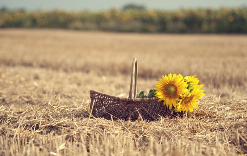 Sunflowers in Basket — Yellow, Serene