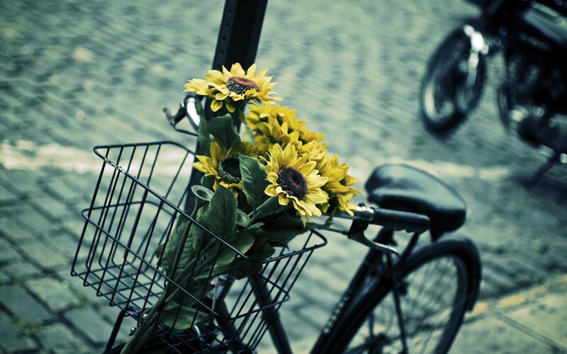 Sunflowers in Bicycle Basket