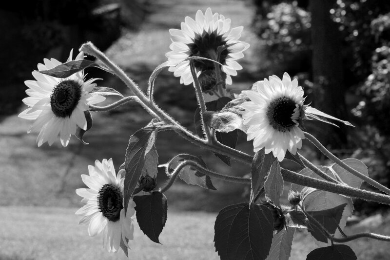 Sunflowers in Black and White