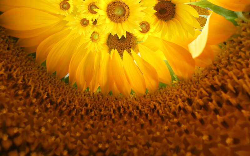 Sunflowers in bloom