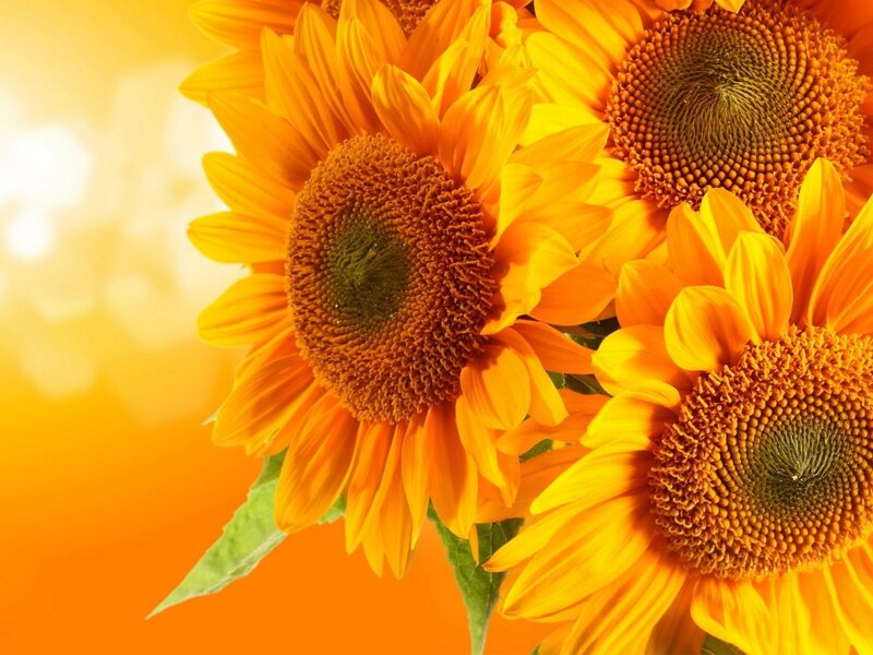 Sunflowers in Bloom — Yellow, Bright, Afternoon, Photograph, Flower