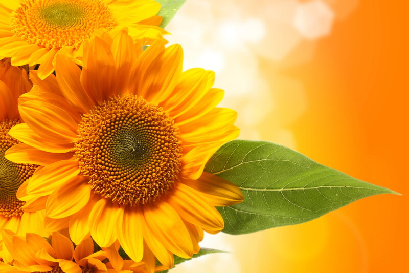 Sunflowers in Bloom — Yellow, Bright, Afternoon, Photograph, Green Leaf