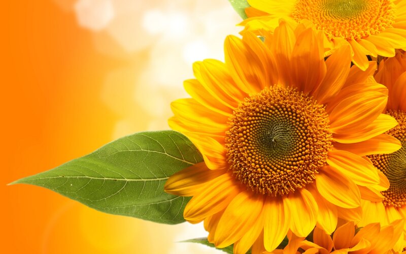 Sunflowers in Bloom — Yellow, Bright, Afternoon, Photograph, Leaf