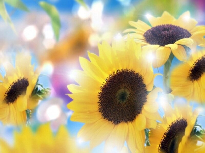 Sunflowers in Bloom — Yellow, Bright, Summer, Photograph
