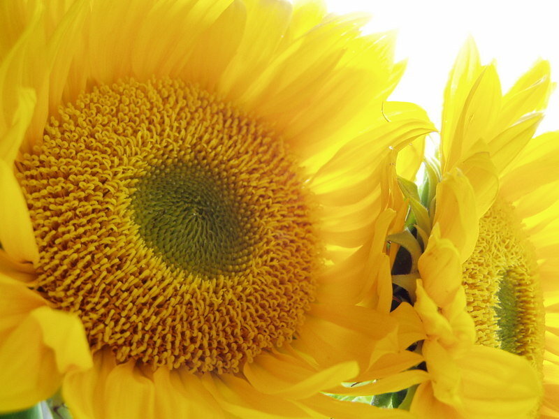 Sunflowers in Bloom — Yellow, Bright