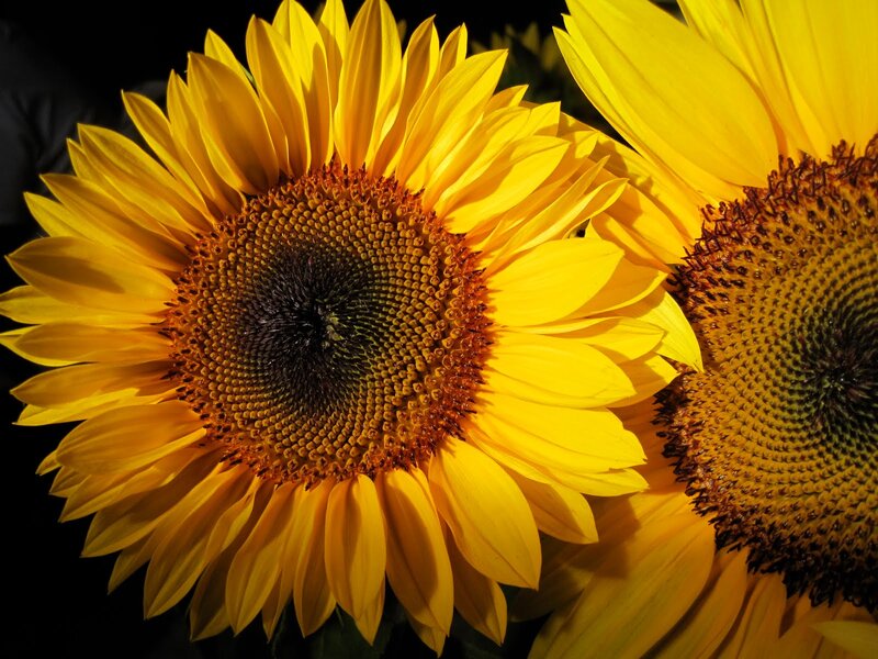 Sunflowers in Bloom — Yellow, Dramatic, Photograph