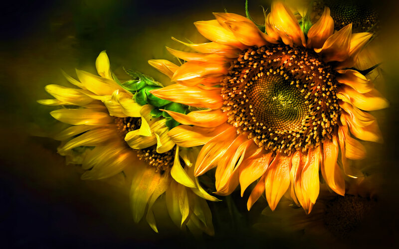 Sunflowers in Bloom — Yellow, Dramatic