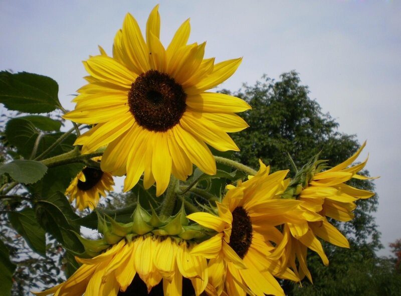 Sunflowers in Bloom — Yellow, Serene, Afternoon, Photograph