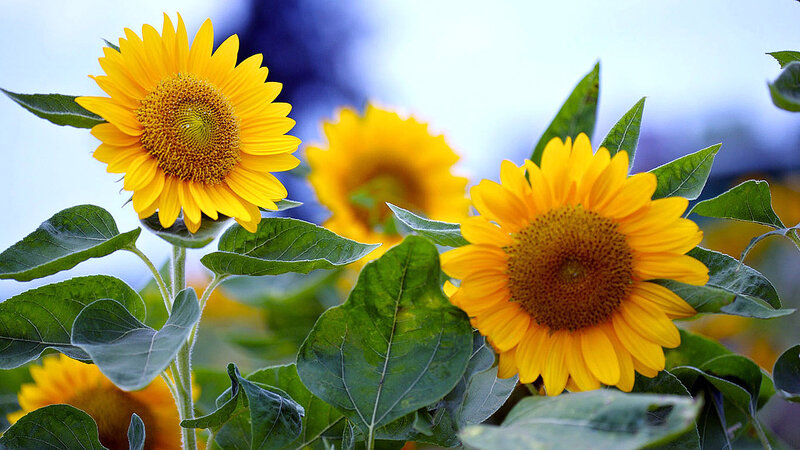 Sunflowers in Bloom — Yellow, Serene, Afternoon