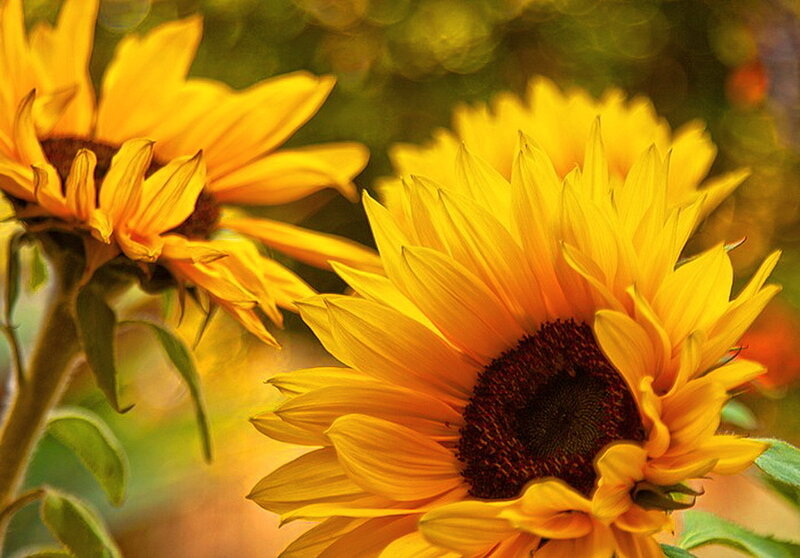 Sunflowers in Bloom — Yellow, Serene