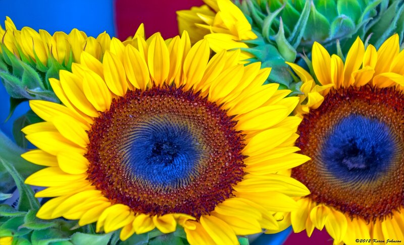 Sunflowers in Bloom — Yellow, Vibrant