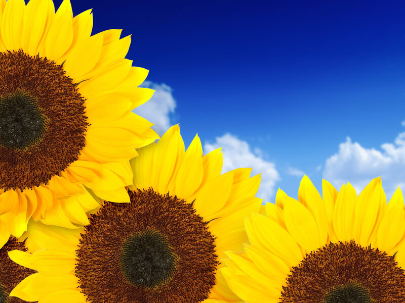 Sunflowers in Blue Sky