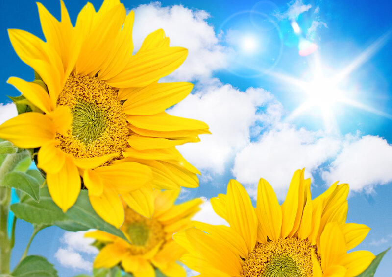 Sunflowers in Blue Sky — Yellow