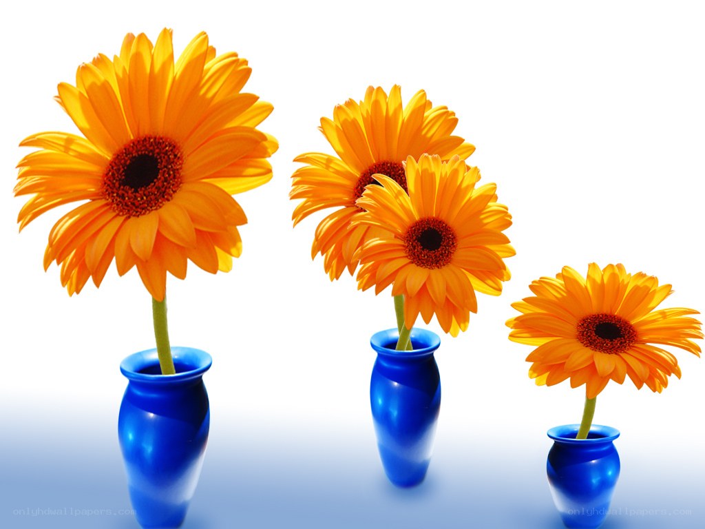 Sunflowers in blue vases