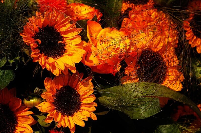 Sunflowers in Bouquet — Orange