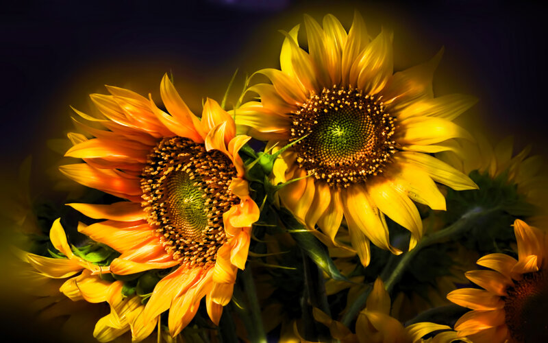 Sunflowers in Bouquet — Yellow