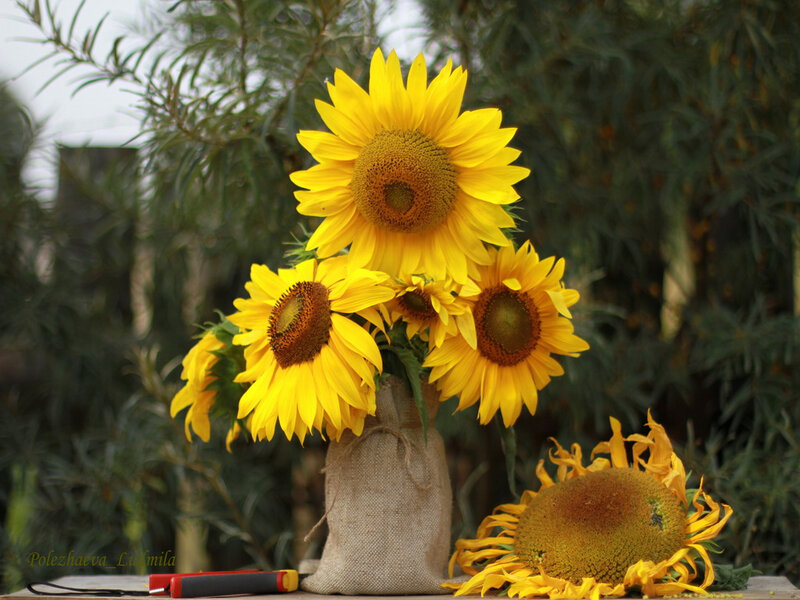 Sunflowers in Burlap Vase