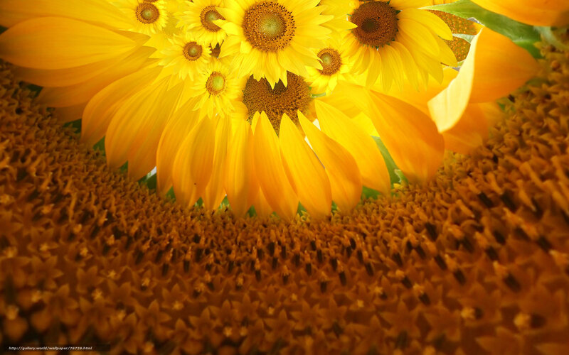 Sunflowers in Close-up