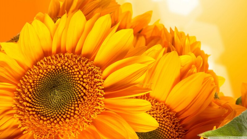 Sunflowers in Close-up — Yellow, Bright