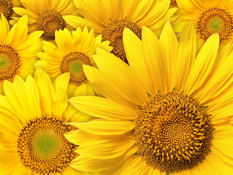 Sunflowers in Close-up — Yellow