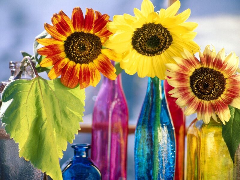 Sunflowers in Colorful Bottles — Yellow
