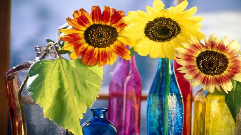 Sunflowers in colorful vases