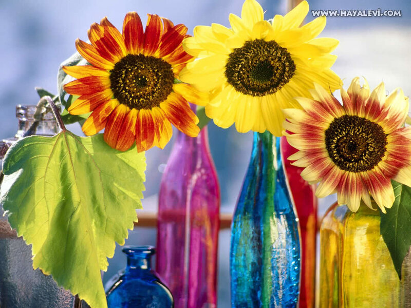 Sunflowers in colorful vases