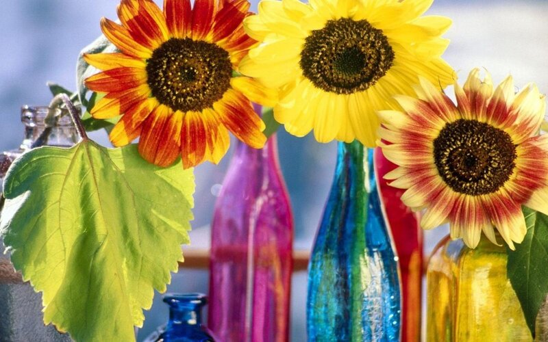 Sunflowers in Colorful Vases — Yellow, Bright