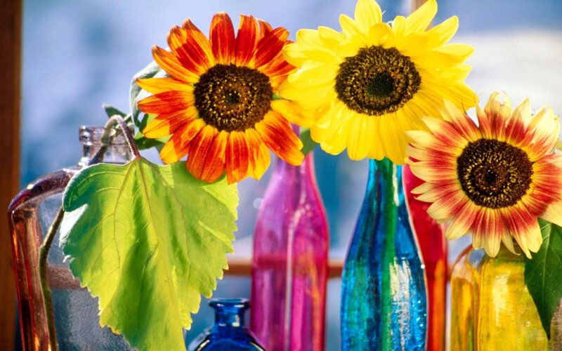 Sunflowers in Colorful Vases — Yellow