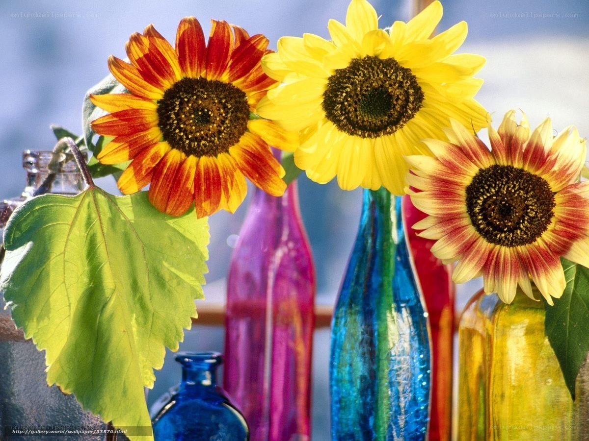 Sunflowers in colorful vases