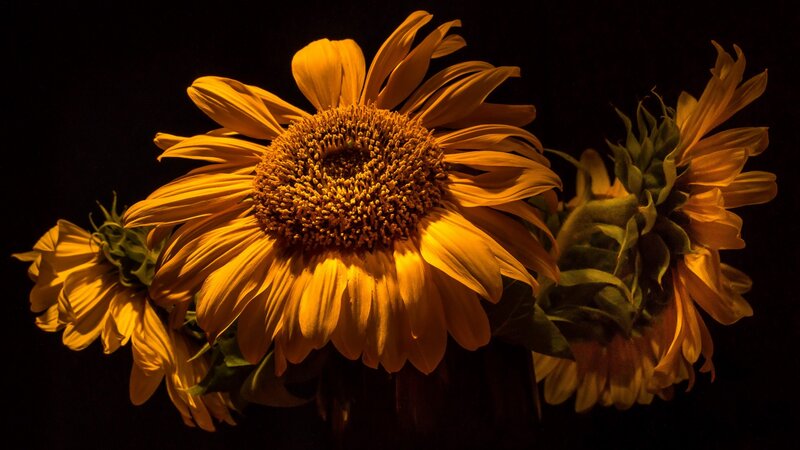 Sunflowers in Dark Setting
