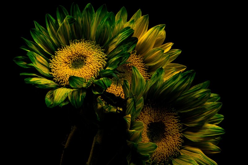 Sunflowers in Dark